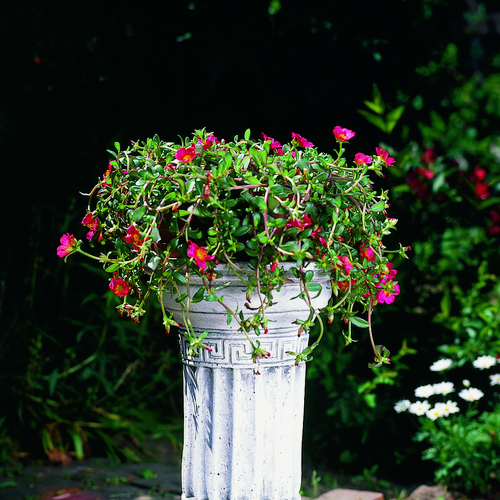 Portulaca Portulacaceae (12904)