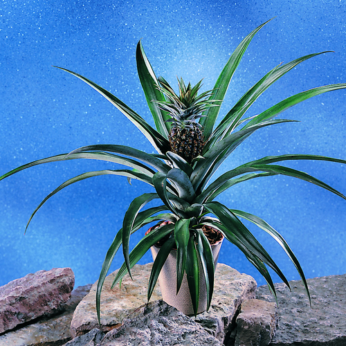 Ananas Bromeliaceae (6465)