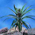 51b-ananas_comosus.tif