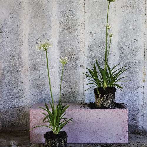 Agapanthus Alliaceae (411509)