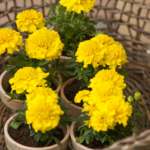 Tagetes Compositae (15017)
