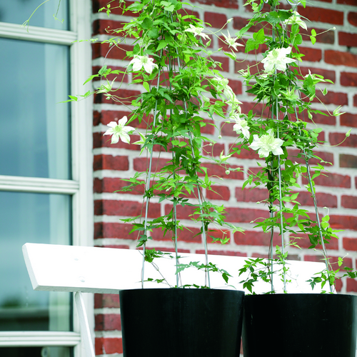 Clematis Ranunculaceae (8161)