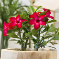 Adenium_obesum-201405141G8A3116.JPG