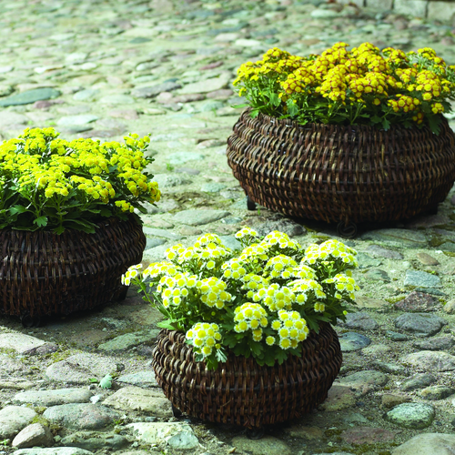 Chrysania Asteraceae (8051)