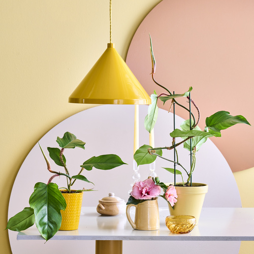 Philodendron Araceae (441235)