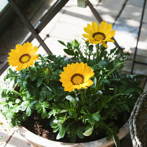 Gazania Compositae (9711)