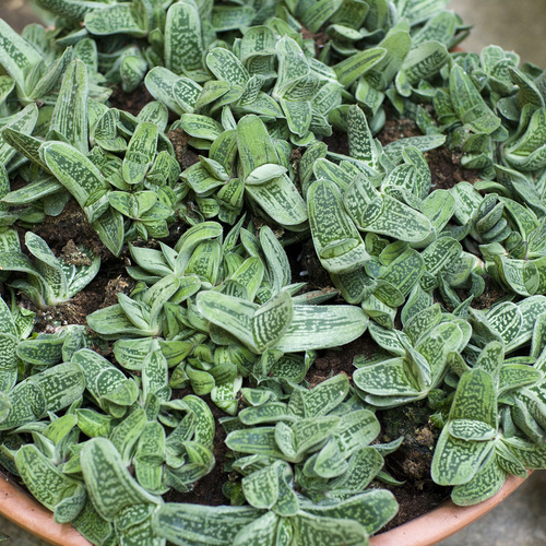 Gasteria Asphodelaceae (9681)