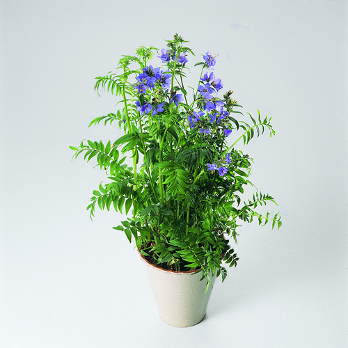 Polemonium Polemoniaceae (12888)