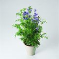 900a1_polemonium_caeruleum.tif