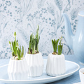 Muscari-Galanthus-Scilla-1.JPG