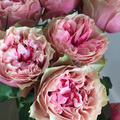 Rosa_hybrid_Cut-Rose_Rosa_Loves_Me_R__With_Heart_and_Soul_TM__-_Roses_forever_ApS.JPG