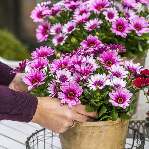 Osteospermum Asteraceae (12082)