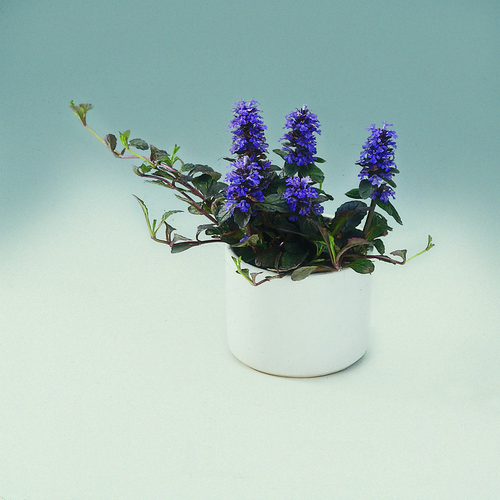 Ajuga Labitae (6378)