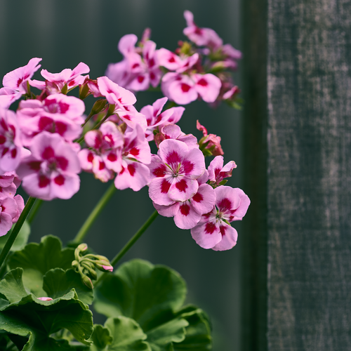 Pelargonium Geraniaceae (412729)