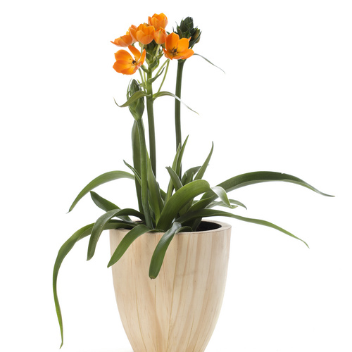 Ornithogalum Liliaceae (11934)