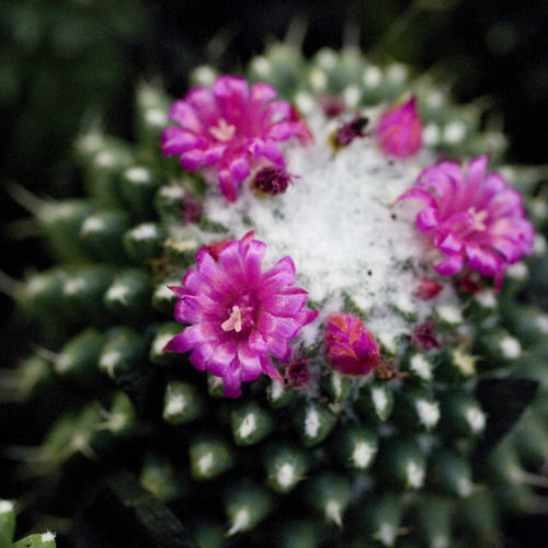 Mammillaria Cactaceae (11557)