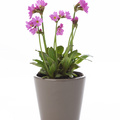 Primula_botanic_rosea.jpg