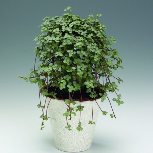 pilea_libanensis.tif