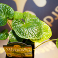 IPM 2010 Floradania_Award_MG_2178.jpg