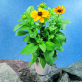 1014g_rudbeckia_hirta.tif