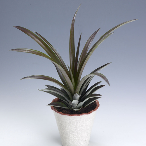 Ananas Bromeliaceae (6467)