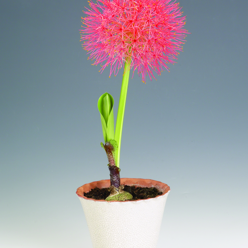 Scadoxus Amaryllidaceae (14381)