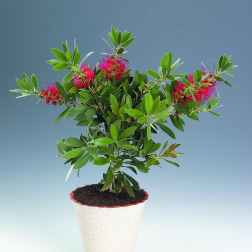 Callistemon Myrtaceae (7341)