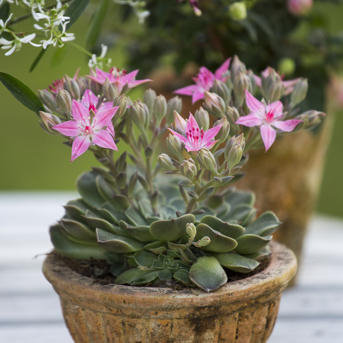 Graptopetalum Crassulaceae (9856)