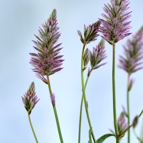 Ptilotus Amaranthaceae (409724)