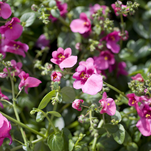 Diascia Scrophulariaceae (8724)