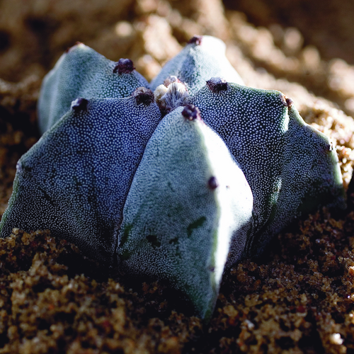 Astrophytum Cactaceae (6890)