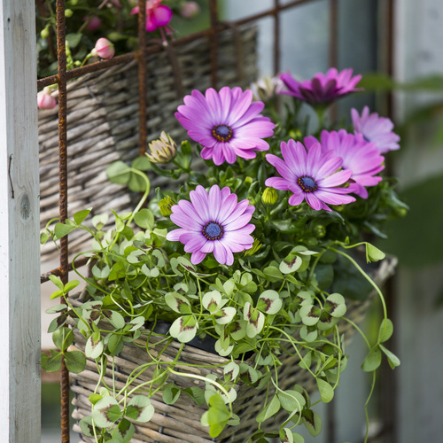 Osteospermum Asteraceae (12051)