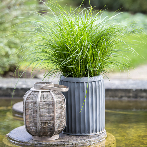 Carex Cyperaceae (7805)