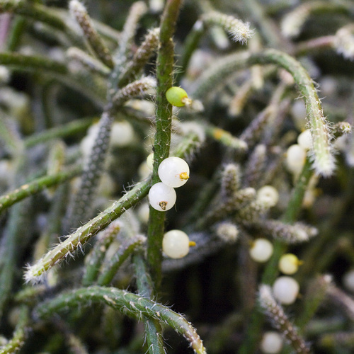 Rhipsalis Cactaceae (13247)