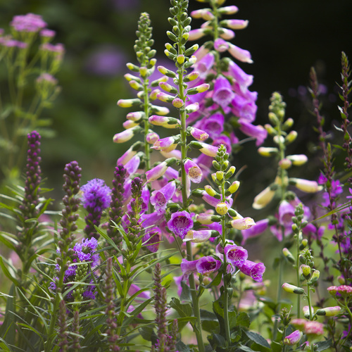 Lupinus Fabaceae (11517)