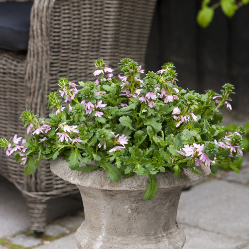 Scaevola Goodeniaceae (14389)