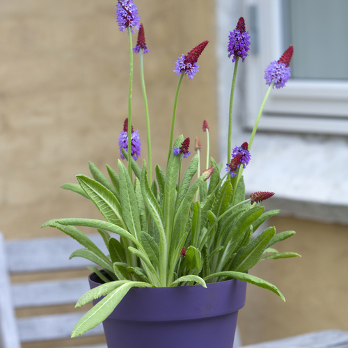 Primula Primulaceae (13002)