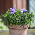 Dianthus_chinensis.JPG