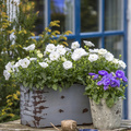 campanula_carpatica_white_ball_mix.JPG