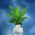 170aa-blechnum-gi.tif