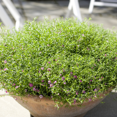 Gypsophila Caryophyllaceae (9880)