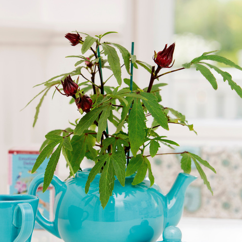 Hibiscus Malvaceae (10287)