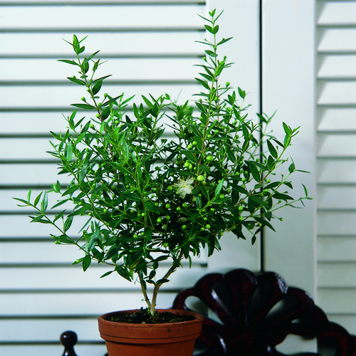 2930-myrtus com.tif