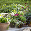 Krydderurter_Osteospermum_hybrid_mix.JPG