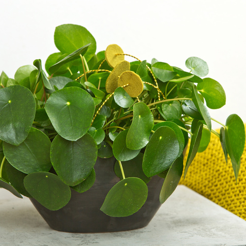 Pilea Urticaceae (12832)