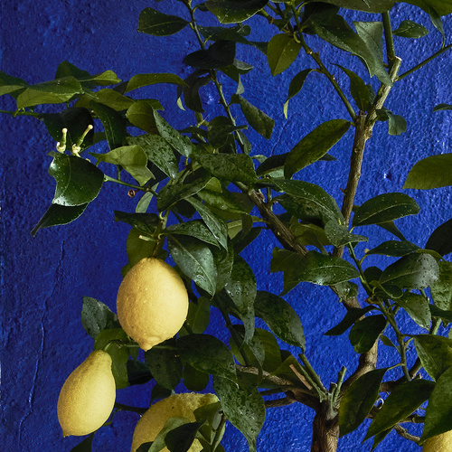 Citrus Citrusslægten (436914)