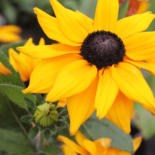 Rudbeckia Compositae (14109)