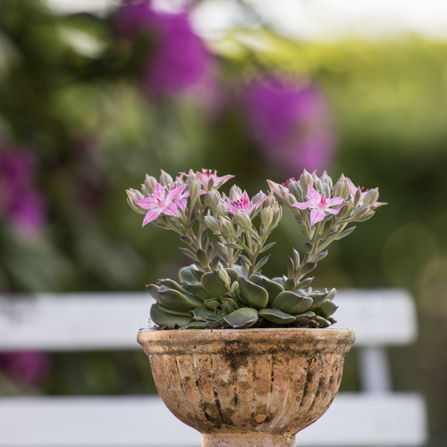 Graptopetalum Crassulaceae (9855)