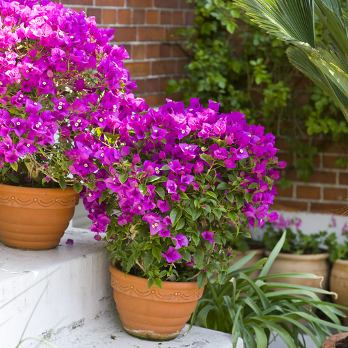 Bougainvillea Nyctaginaceae (7152)