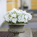 Campanula_carpatica_white_uniform_01.jpg